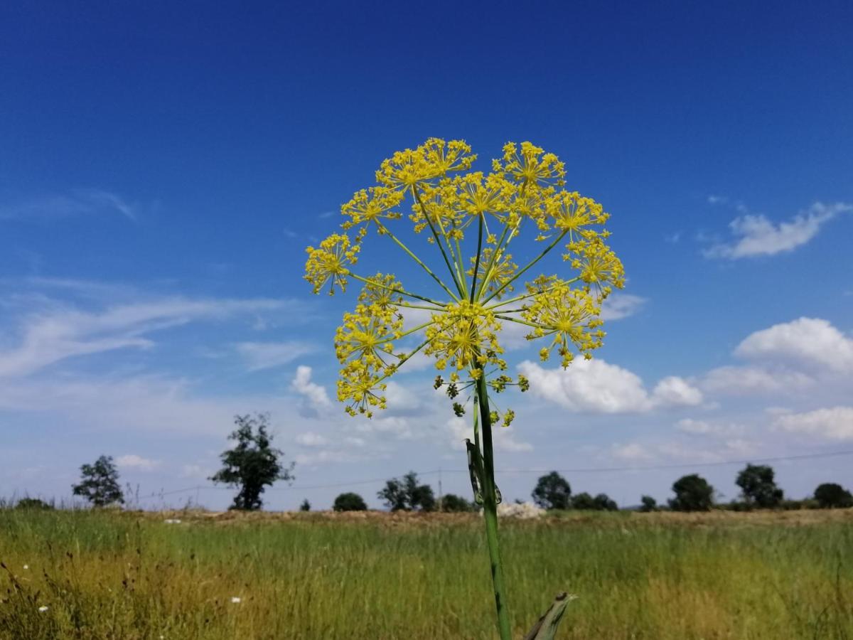 Hotel Rural Lajafriz Fornillos de Aliste Zewnętrze zdjęcie